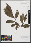 Foto von Salix appendiculata Vill.